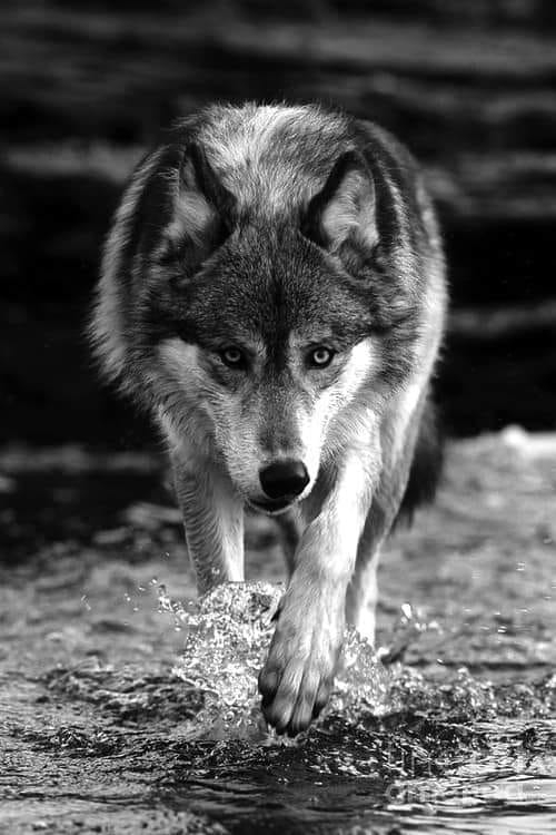 elena wolf