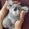 koala_me_Rayban