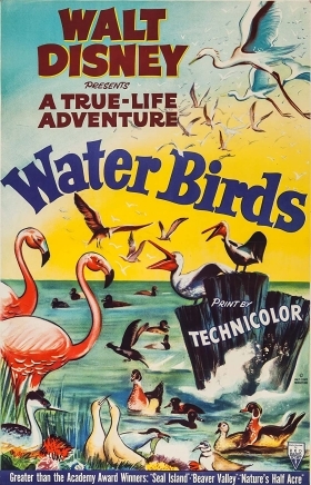 Water Birds / Θαλασσοπουλια (1952)
